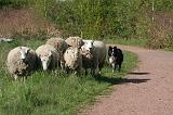 BORDER COLLIE - MOUTONS 087